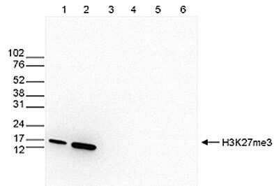 Western Blot: Histone H3 [Trimethyl Lys27] Antibody [NBP2-59206]